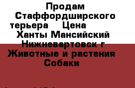 Продам Стаффордширского терьера  › Цена ­ 8 000 - Ханты-Мансийский, Нижневартовск г. Животные и растения » Собаки   